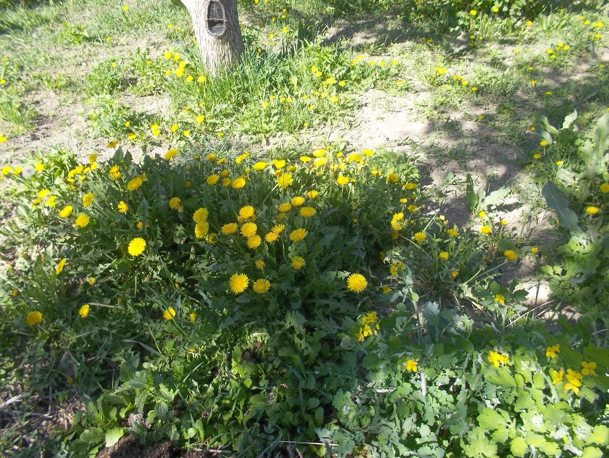 Issyk-Kul - Camping Grigoryevka Hotel Grigor'yevka Luaran gambar