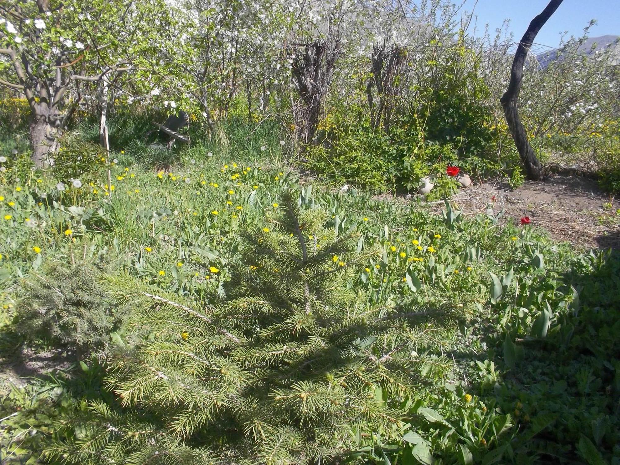 Issyk-Kul - Camping Grigoryevka Hotel Grigor'yevka Luaran gambar
